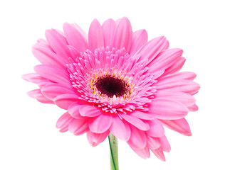 Gerbera flower isolated on white background