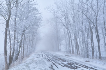 tree rows and countryside road in frost