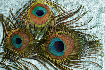 Naklejka premium Peacock Feathers on a blue background