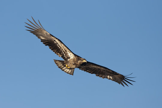 Junior eagle with wings spread.