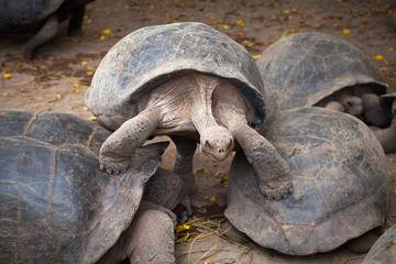 Giant Galapagos turtle, Galapagos Islands, Ecuador