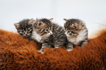 Three tabby kittens sitting on the pony's back