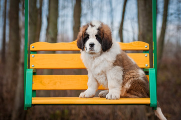 Saint bernard puppy siting on the seesaw © Rita Kochmarjova