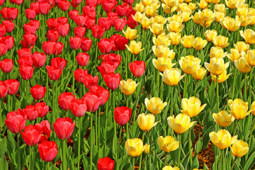Lot of yellow and red tulips
