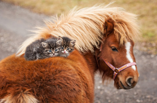 Two little tabby kittens sitting on the pony's back