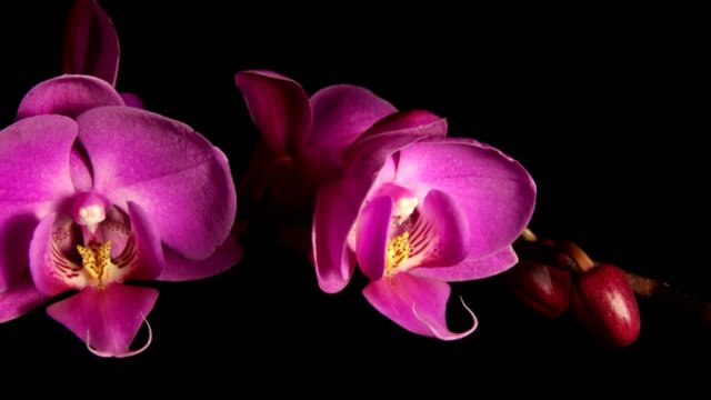 Orchid blooming timelapse