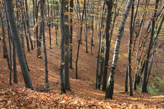 Many of beech in forest