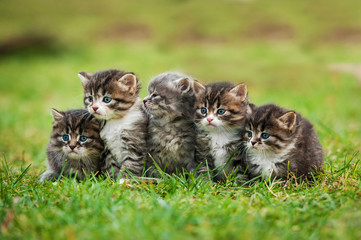 Fototapeta na wymiar Five little kittens sitting on the law
