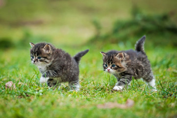 Naklejka na ściany i meble Małe kocięta działające na trawniku
