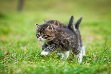 Naklejka na ściany i meble Little kittens running on the lawn