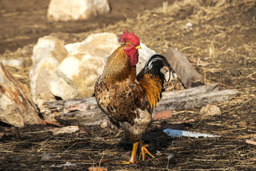 Rooster in rural barn yard in sunny day