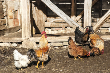 Plakat Kogut i kury w zagrodzie wiejskiej stodole