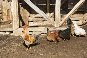 Rooster and hens in rural barn yard