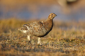 Black grouse, Tetrao tetrix
