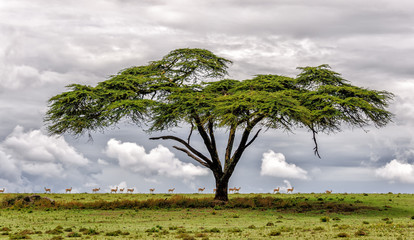 naivasha lake