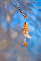 Frozen branch of lime tree