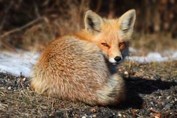 Red Fox (vulpes)