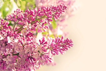 Pretty spring background. lilac flowers and empty space