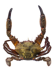 Crab isolated on white