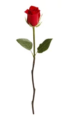 Fotobehang Red Rose © pixelrobot