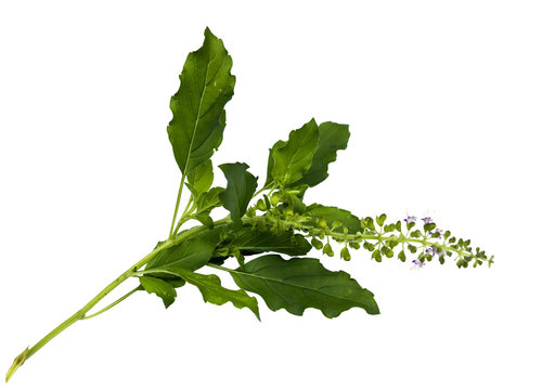 Holy Basil Isolated