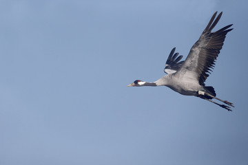 Fototapeta na wymiar Common crane, Grus grus