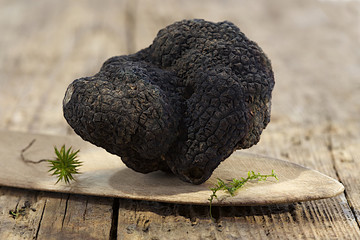 rare and expensive black truffle on wooden background