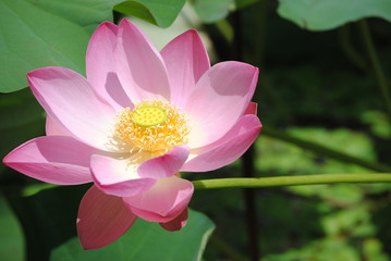 Lotusblüte weit offen