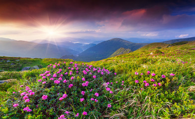 Obraz premium Magic pink rhododendron flowers in the summer mountain.