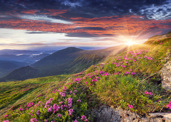 Fototapeta na wymiar Magic pink rhododendron flowers in the summer mountain.