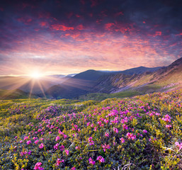 Magic pink rhododendron flowers in the summer mountain.