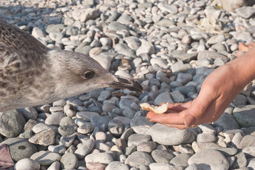 Flying seagull taking food