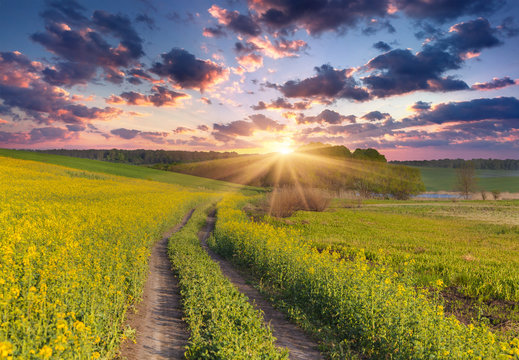 Summer landscape with a field of yellow flowers.