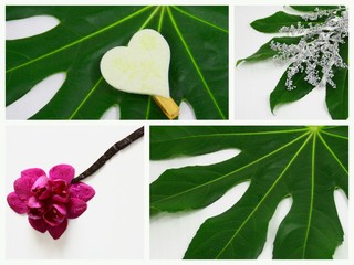 composition fond,feuillage,floral,naturel