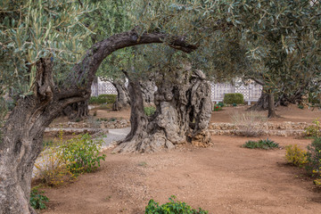 Gethsemane gardens