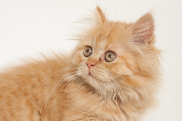 Gatita persa