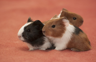 Small guinea pigs