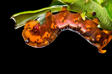 Obraz na płótnie Canvas Butterfly larva on tree