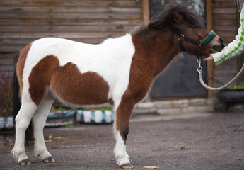 pony white and red