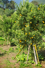 Orange tree with ripe fruits