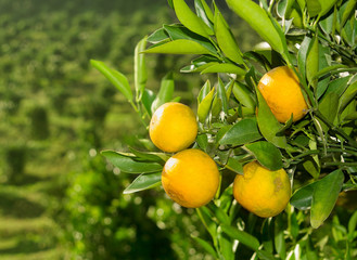 ripe oranges on a tree branch