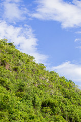 Lush forest against the sky