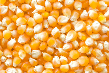 Corn background