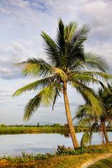 Obraz premium Coconut Palms near the canal