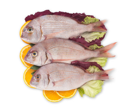 Pesce Pagro