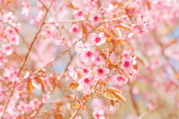 Spring Cherry blossoms