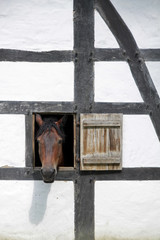 Pferd guckt aus einem Fenster in einem Fachwerkhaus