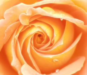 Obraz na płótnie Canvas Yellow rose closeup
