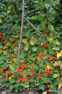 Bauerngarten mit Kapuzinerkresse und Bohnengestell