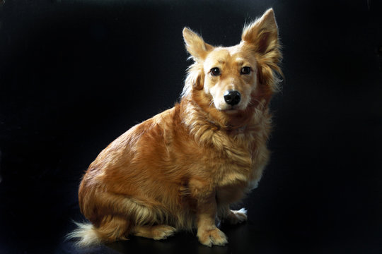 cane italiano 2426